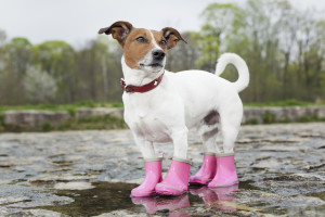 dog in the rain