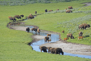 Montana_Bison