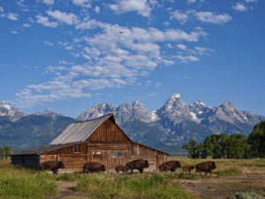Moulton Barn with Bison in the Grand Teton National Park, Wyoming.