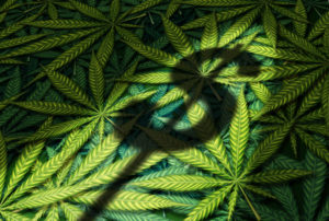 Cannabis business and marijuana industry concept as the shadow of a dollar sign on a group of leaves in a 3D illustration style.