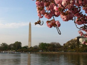This is a picture of Cherry Blossoms with the Washington Monument in the background. 
