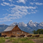 This is a picture of Bison in Wyoming.