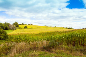 This is a picture of Iowa farmland.
